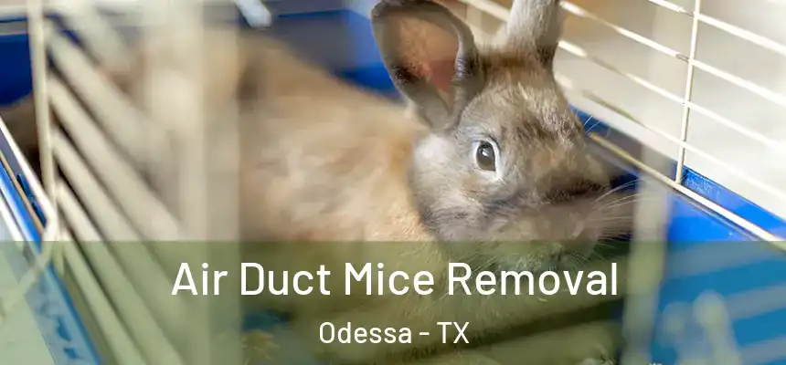  Air Duct Mice Removal Odessa - TX